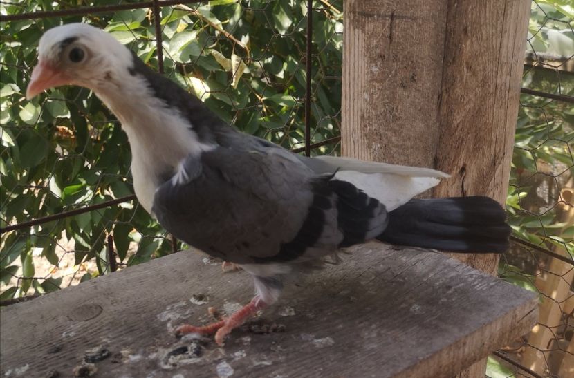  - Pui 2019 2020 2021