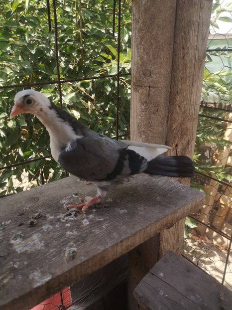  - Pui 2019 2020 2021