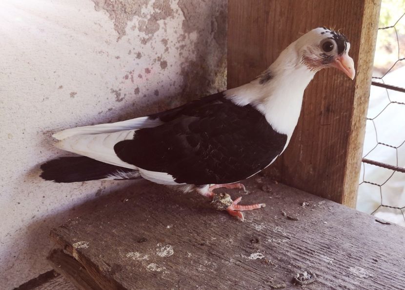  - Pui 2019 2020 2021