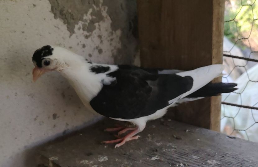  - Pui 2019 2020 2021