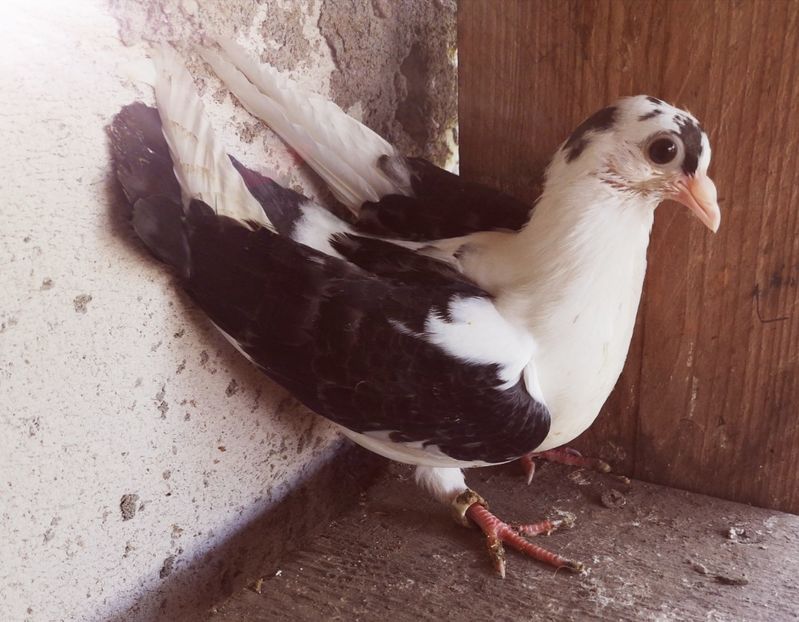  - Pui 2019 2020 2021