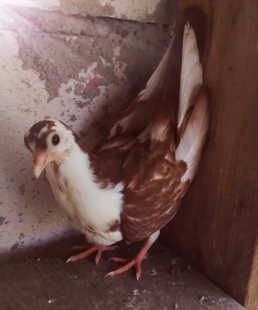  - Pui 2019 2020 2021