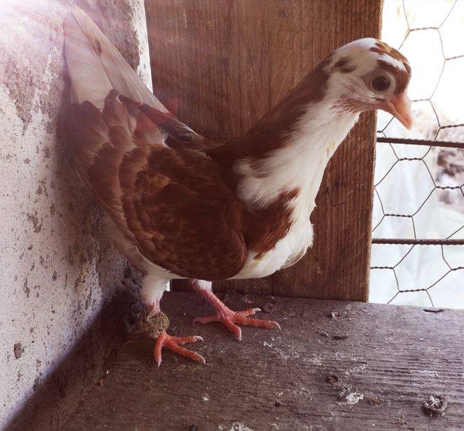  - Pui 2019 2020 2021