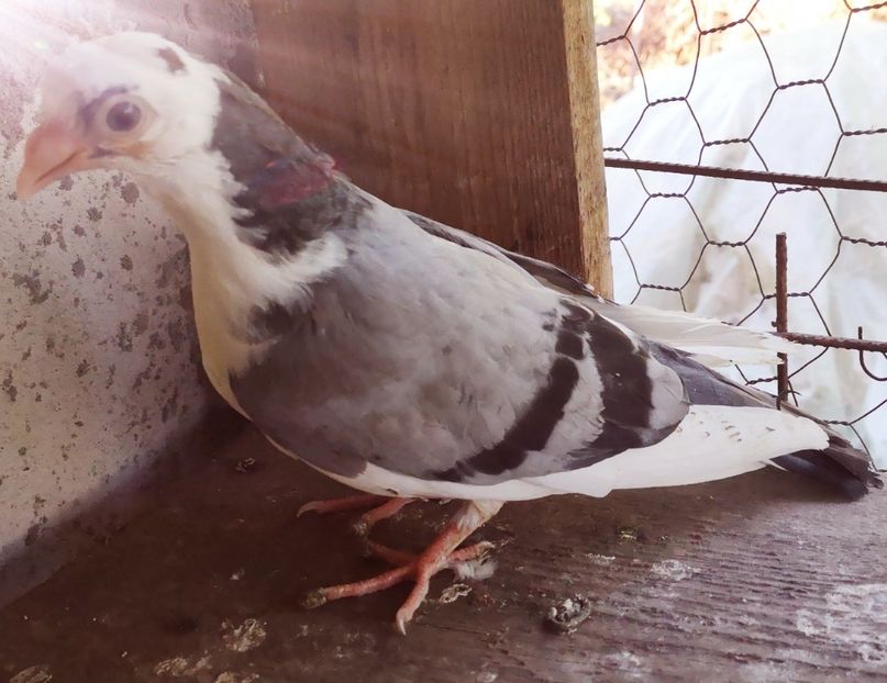  - Pui 2019 2020 2021