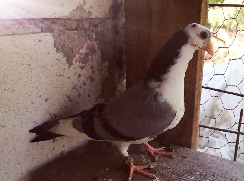  - Pui 2019 2020 2021