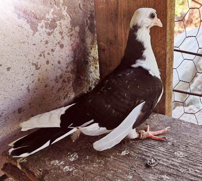  - Pui 2019 2020 2021