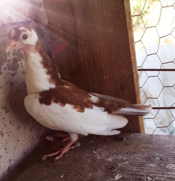  - Pui 2019 2020 2021