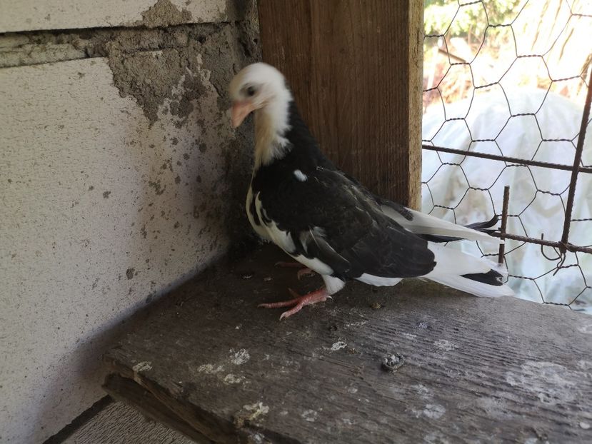  - Pui 2019 2020 2021