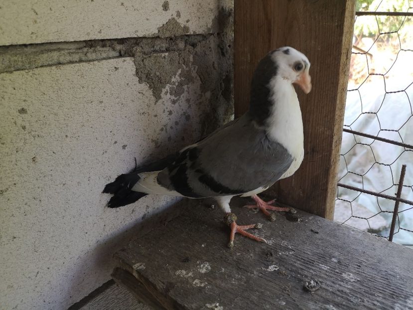  - Pui 2019 2020 2021