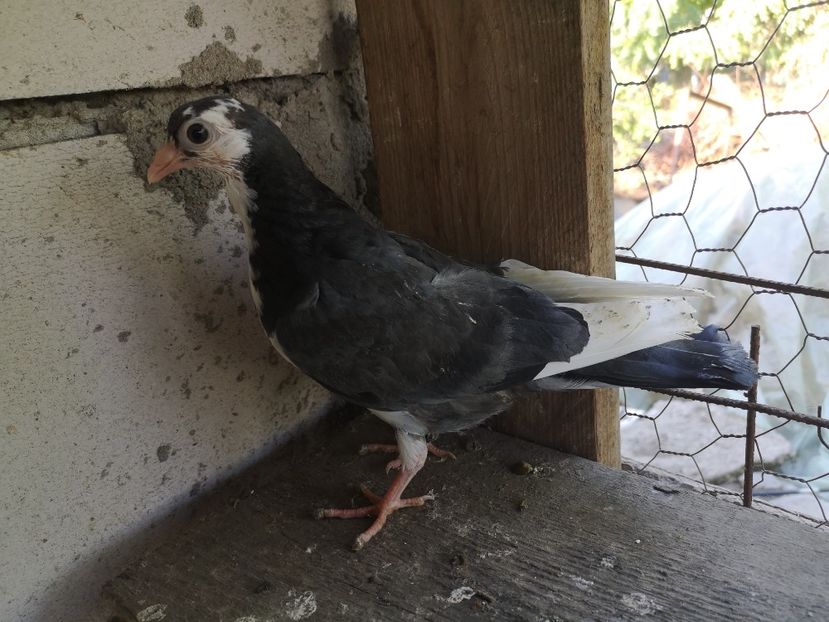  - Pui 2019 2020 2021