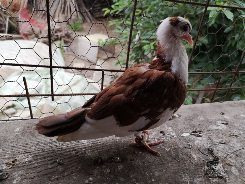  - Pui 2019 2020 2021