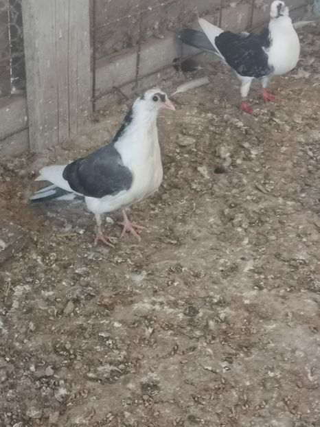  - Pui 2019 2020 2021