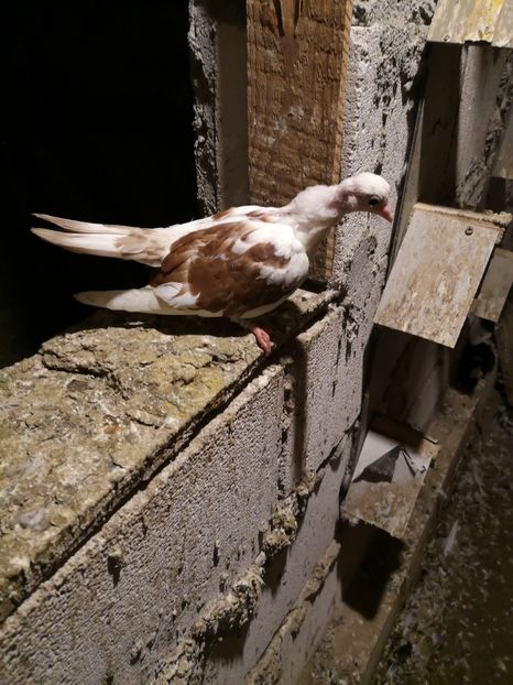  - Pui 2019 2020 2021