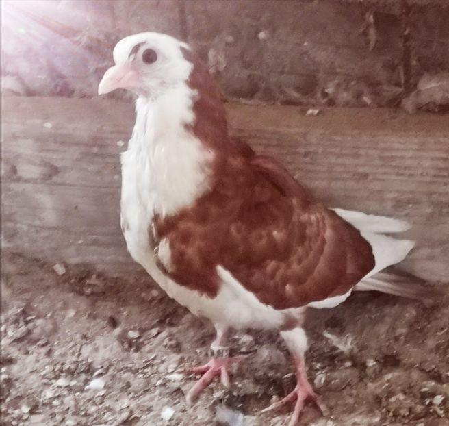  - Pui 2019 2020 2021