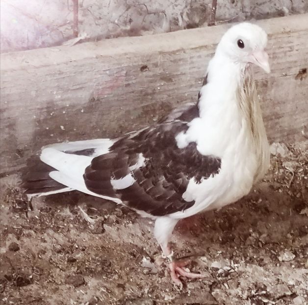  - Pui 2019 2020 2021