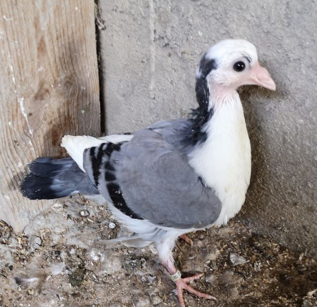  - Pui 2019 2020 2021