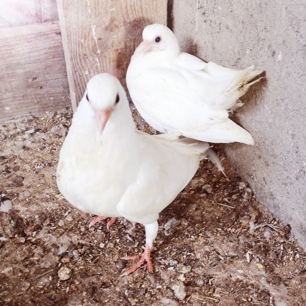  - Pui 2019 2020 2021