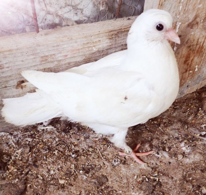  - Pui 2019 2020 2021