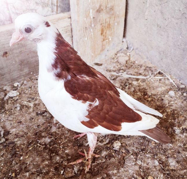  - Pui 2019 2020 2021