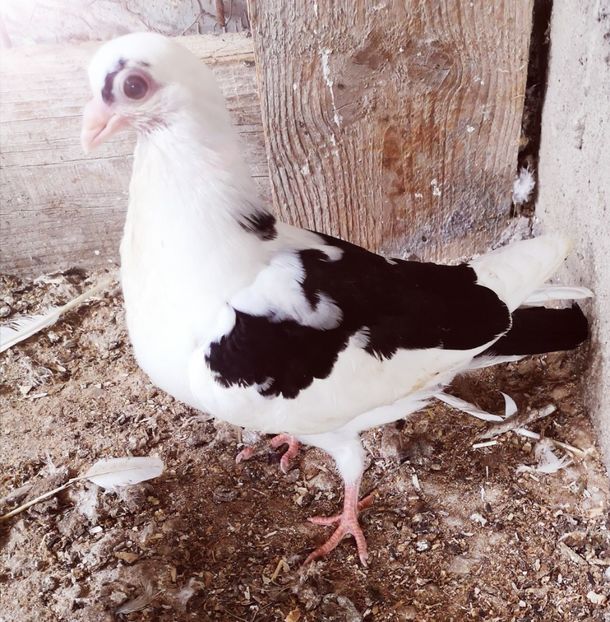  - Pui 2019 2020 2021