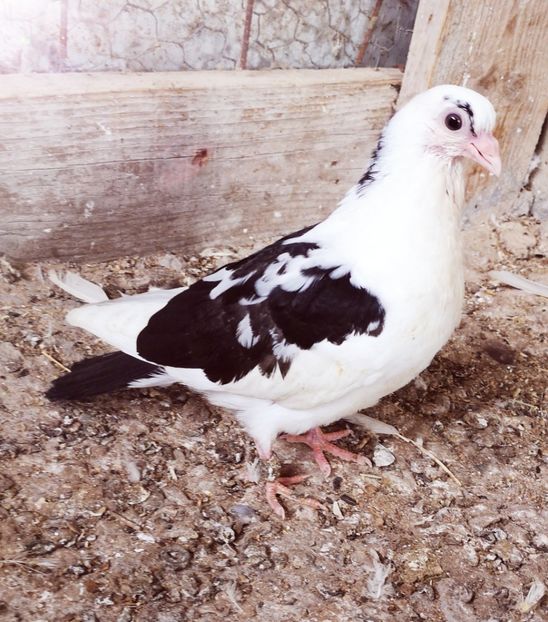  - Pui 2019 2020 2021