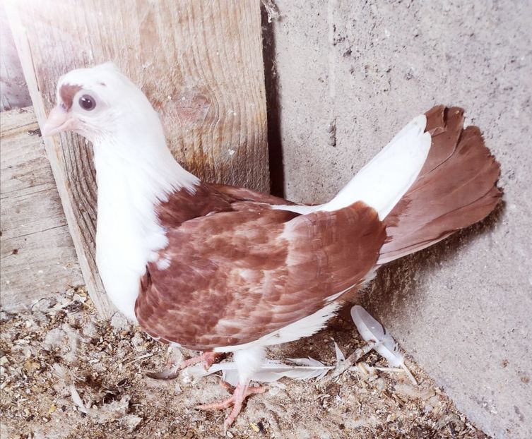  - Pui 2019 2020 2021