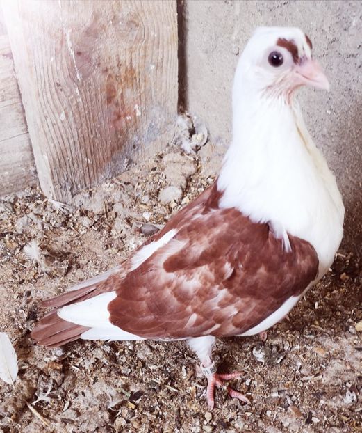  - Pui 2019 2020 2021