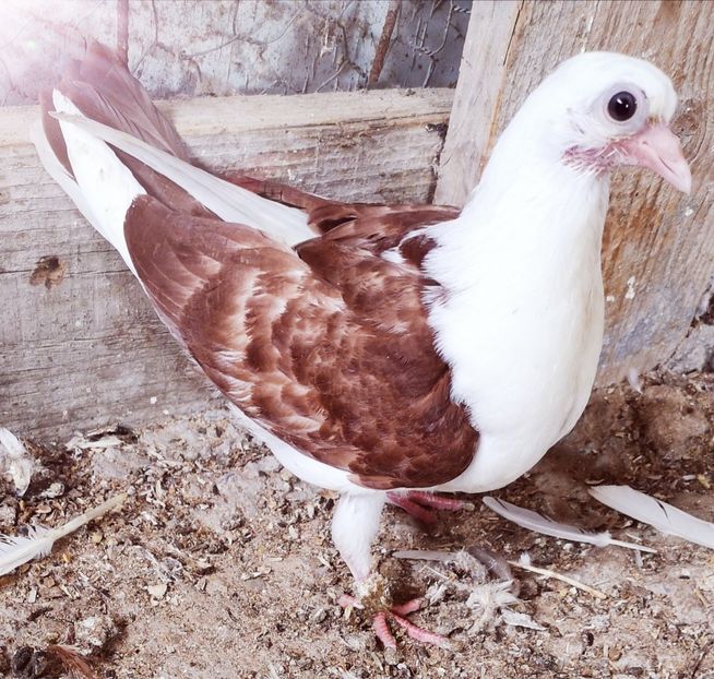  - Pui 2019 2020 2021