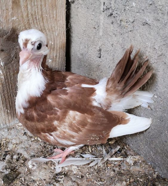  - Pui 2019 2020 2021