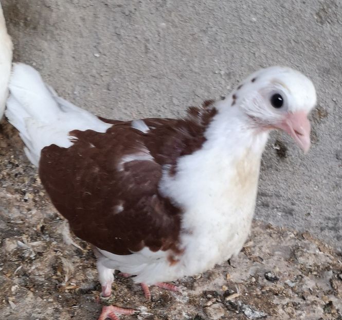  - Pui 2019 2020 2021