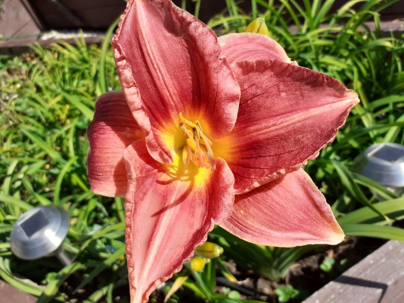 Strawberry + Savory - Hemerocallis - hibrizii mei