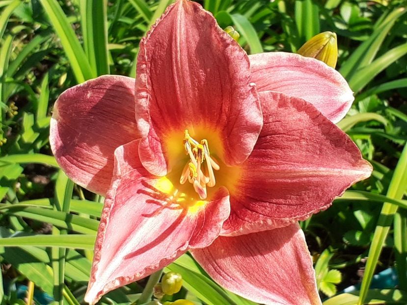 Strawberry + Savory - Hemerocallis - hibrizii mei