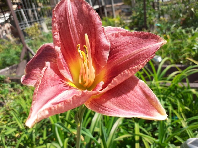 Strawberry + Savory - Hemerocallis - hibrizii mei