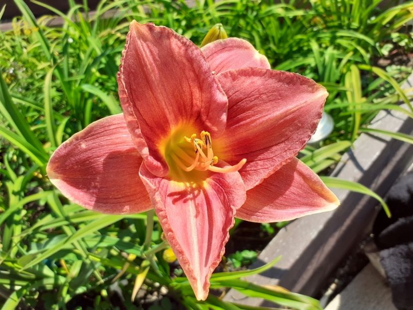 Strawberry + Savory - Hemerocallis - hibrizii mei