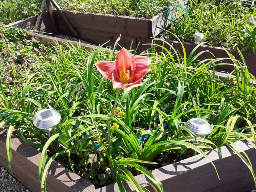 Strawberry + Savory - Hemerocallis - hibrizii mei