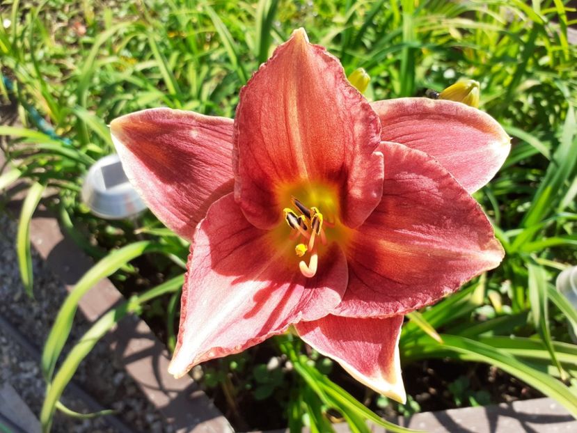 Strawberry + Savory - Hemerocallis - hibrizii mei