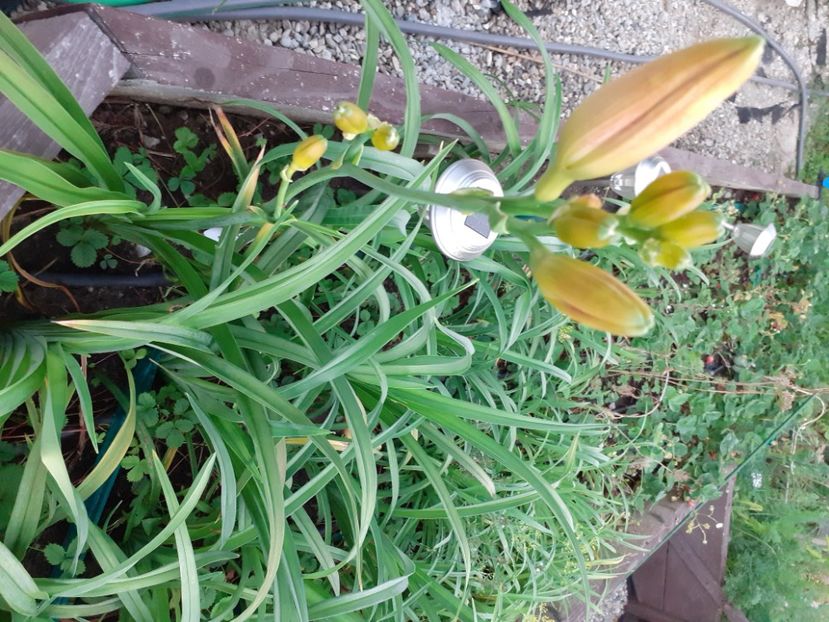  - Hemerocallis - hibrizii mei