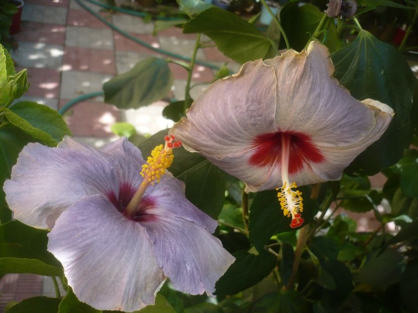 P1500917 - HIBISCUSI 2021-3