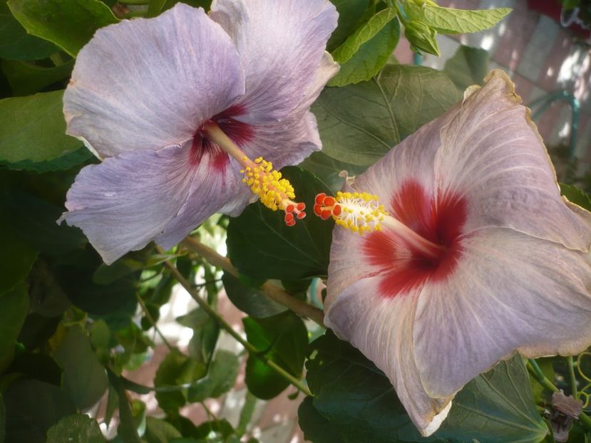 P1500918 - HIBISCUSI 2021-3