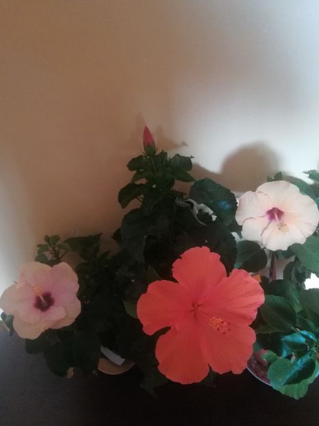  - Hibiscus 2021