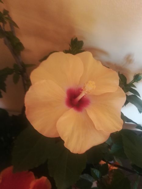 Adonicus Yelow - Hibiscus 2021