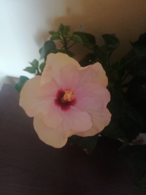 Veneția White - Hibiscus 2021