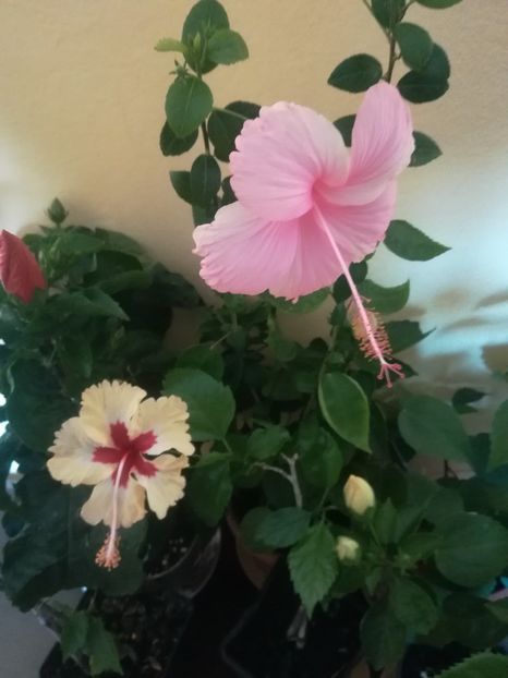  - Hibiscus 2021