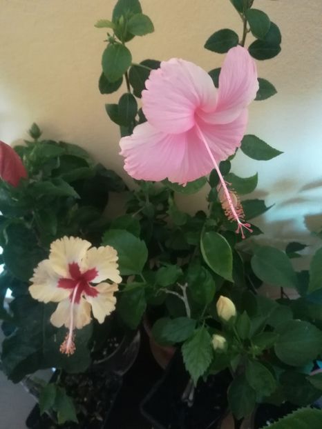  - Hibiscus 2021