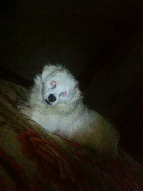 Photo0085 - Album foto-PAPI -catelul minune pentru mine