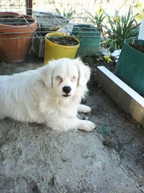 Photo0086 - Album foto-PAPI -catelul minune pentru mine