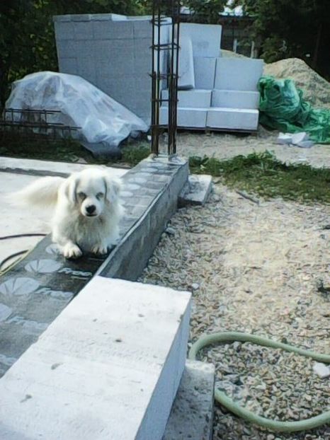 Photo0094 - Album foto-PAPI -catelul minune pentru mine