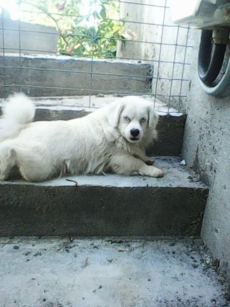 Photo0105 - Album foto-PAPI -catelul minune pentru mine