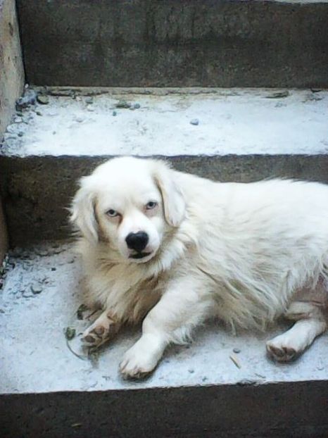 Photo0121 - Album foto-PAPI -catelul minune pentru mine