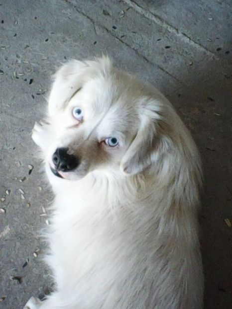 Photo0128 - Album foto-PAPI -catelul minune pentru mine